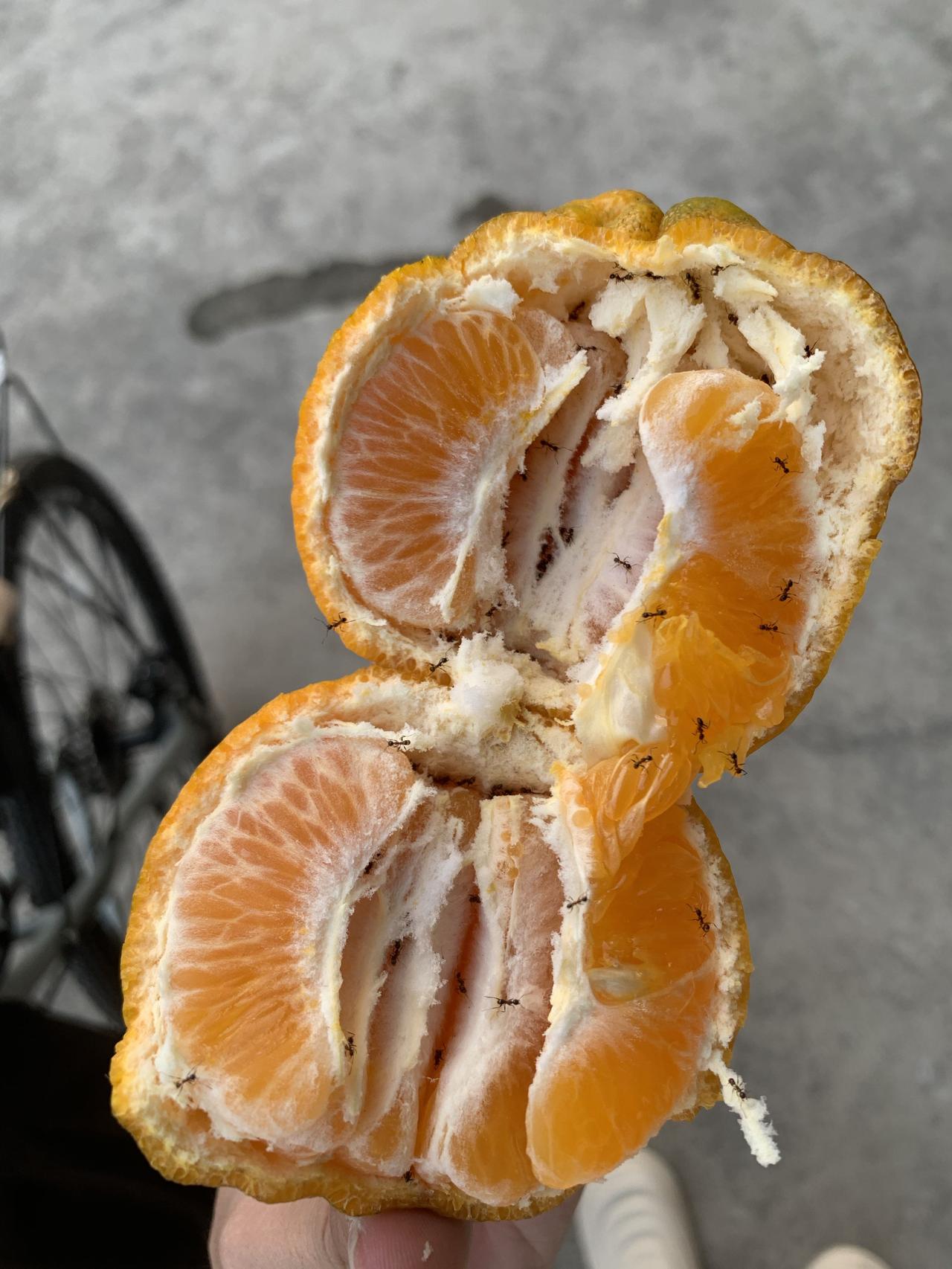 新鲜橙子，甜蜜多汁，蚂蚁相伴，自然美味！🍊🐜炭烤蚂蚁橘子[捂脸哭]