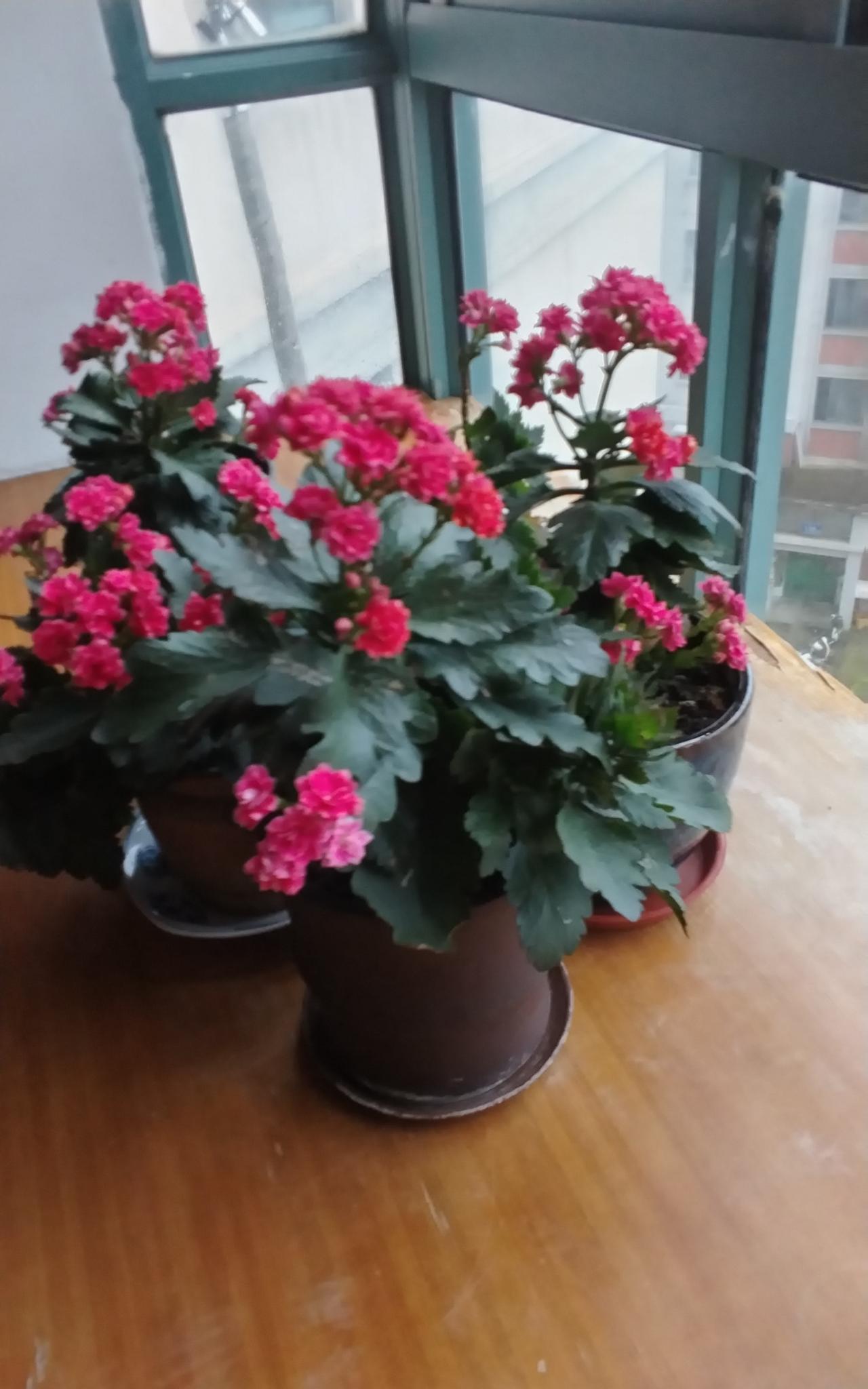 但唯有长寿花生命力极强，花色鲜艳，红红火火，特别喜庆，花期又特别长，而对于生长条
