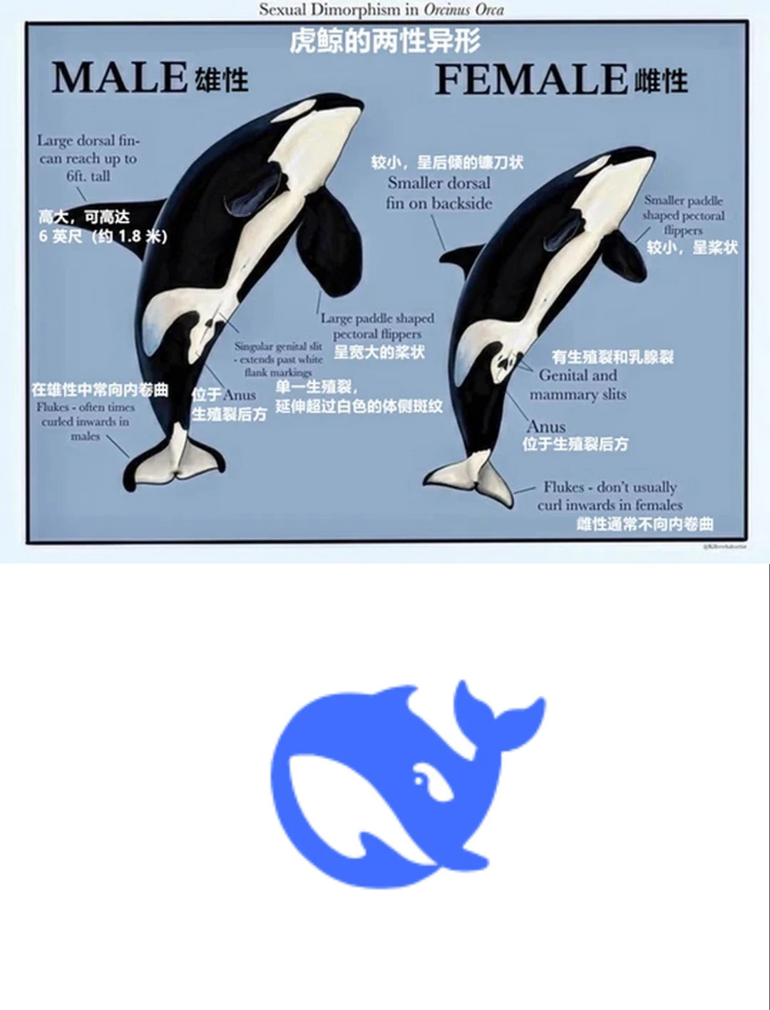 雌性背鳍，雄性尾鳍所以deepseek的logo其实是____[doge]​