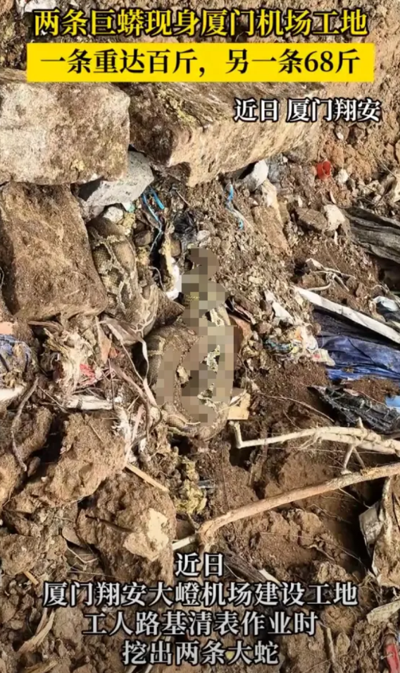 “太吓人了！”福建厦门，机场工地上，几个工人正开着挖掘机清理路基。突然有人发现土