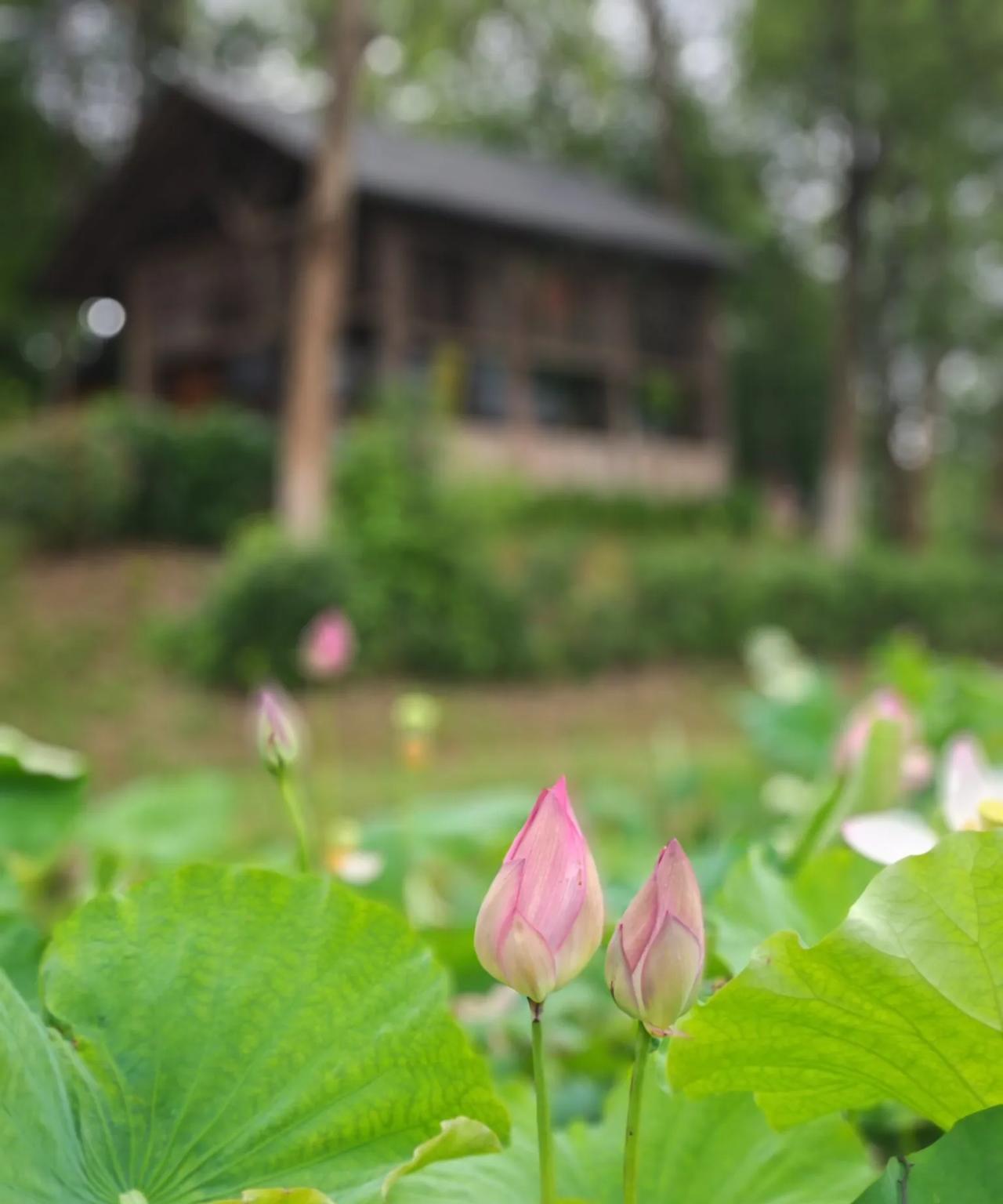 #早安芙蓉#阅读是一场奇妙的旅行。无论是驱散迷茫，还是对抗平庸，生活中的困惑与疑