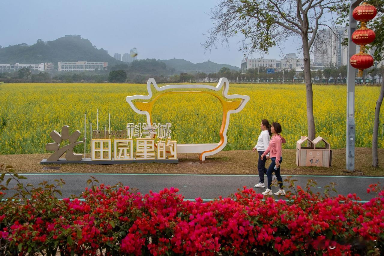 深圳油菜花打卡点，春日的金黄在深圳光明欢乐田园，油菜花肆意绽放，把春天的生