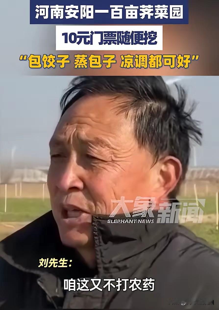 种地也得头脑灵活才行，不信你看这个河南大哥。大哥种了100亩荠菜，可惜长势