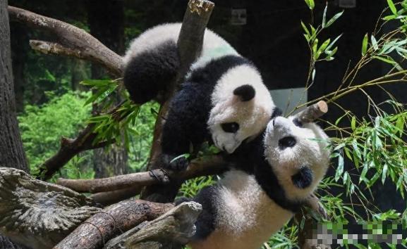 没有商量余地，中国直接收回，17万日本人泪奔，高市闯祸了！东京街头最近挤满了