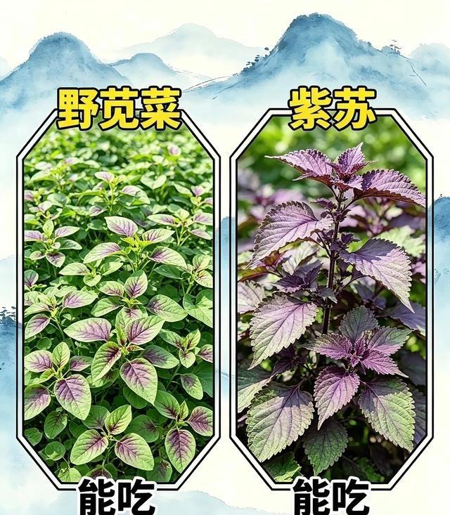 从前拿来喂猪的野菜，如今被城里人当宝贝：一把春鲜，怎么吃出了新身价？菜市场里