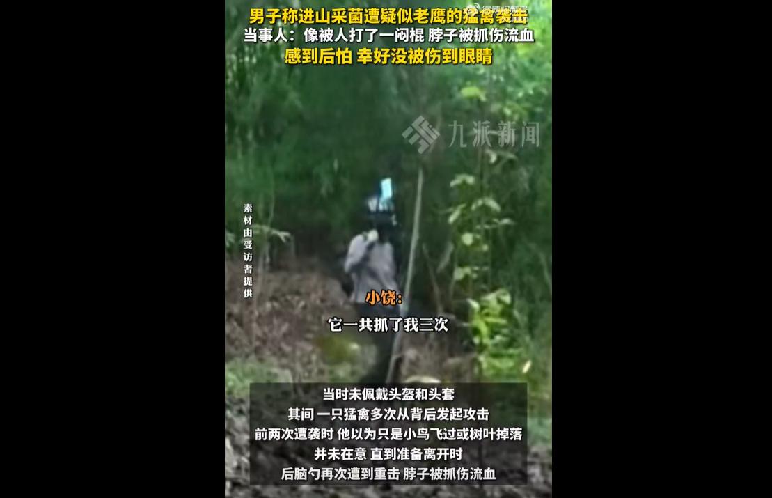 近日，重庆璧山男子小饶独自进山，在国道旁竹林采菌，未做任何头部防护，遭疑似老鹰或