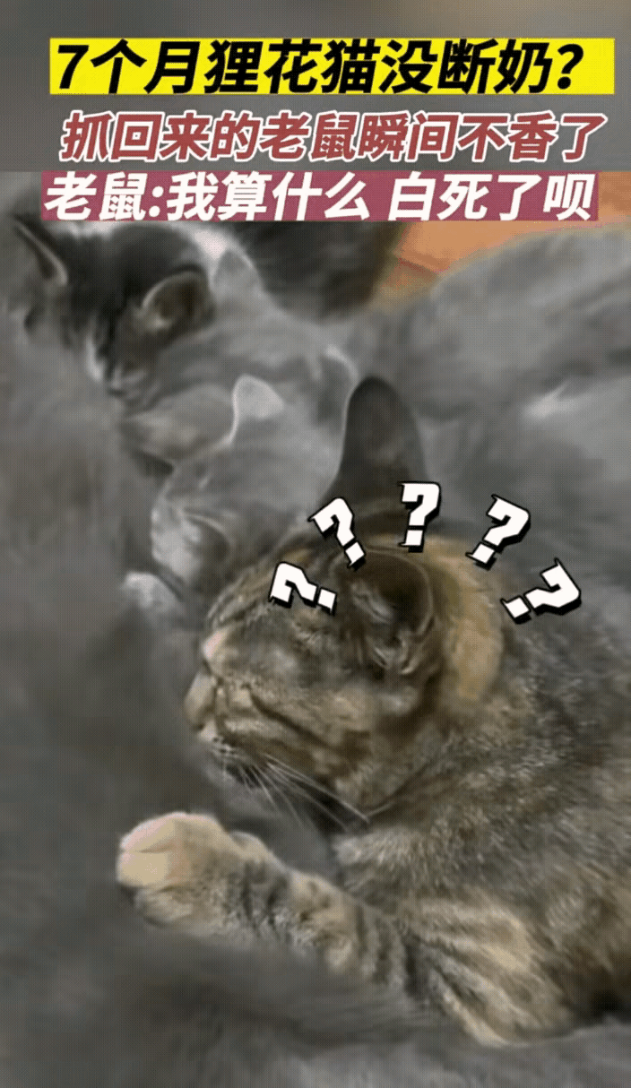 笑不活了！一男子养了只母猫，母猫生了猫崽后只留了一只小狸花猫下来，其他的给送人了