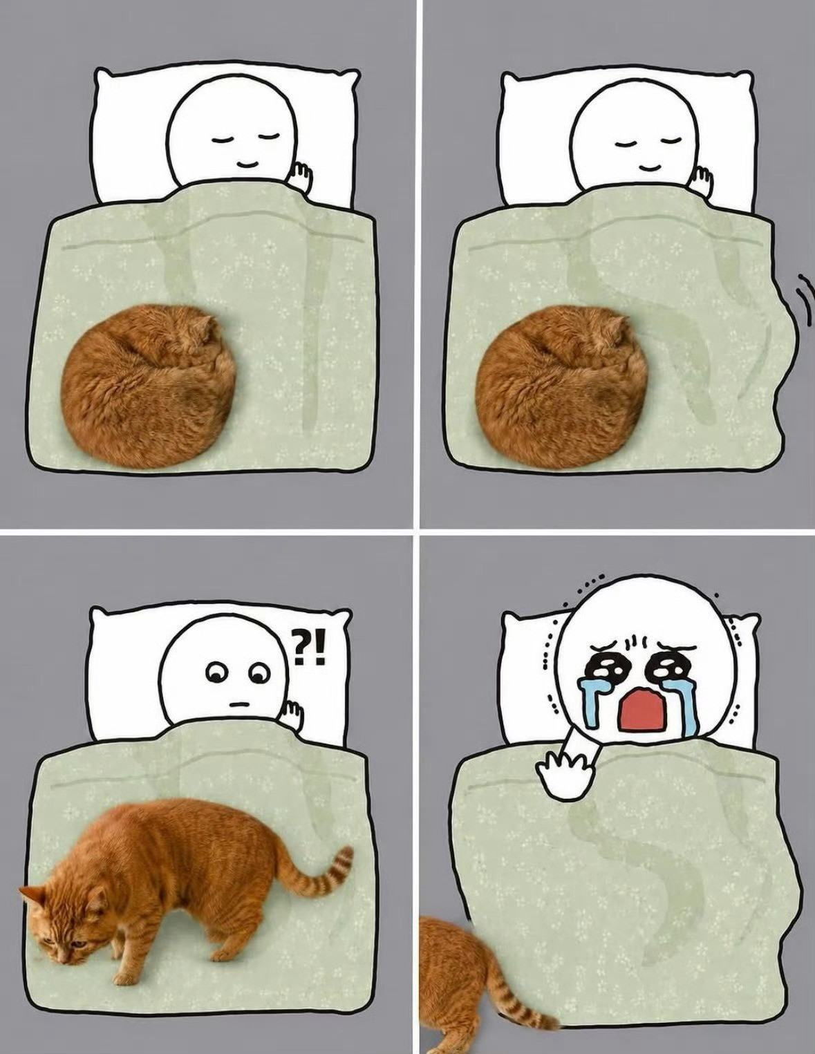 人类不能没有猫咪：