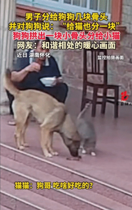 太和谐了！湖南怀化，一家人围坐在屋里吃饭，门口一只狗趴着乘凉，旁边还有一只小猫咪