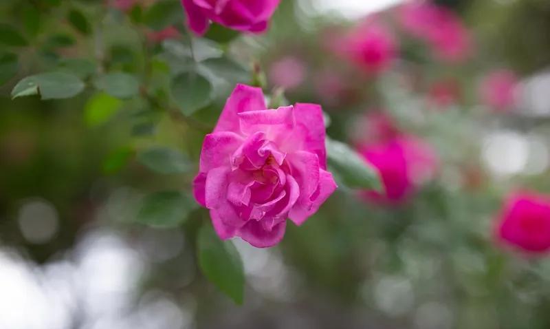 院里有户人家，门口种了一棵月季花，虽然离她家门口近，但也属于物业的绿化带。家里的