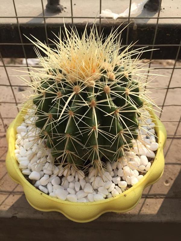 谁懂啊！养了盆月季放客厅，结果招了一堆小飞虫，半夜爬我脸上痒得睡不着！最近看好多