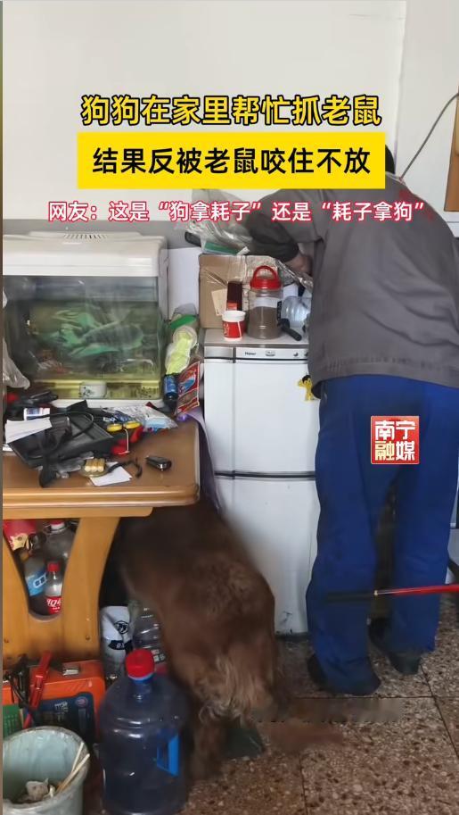 “耗子拿狗？”4月7日，山东，一户人家里进了老鼠，主人正拿着棍子，在墙根儿驱赶，