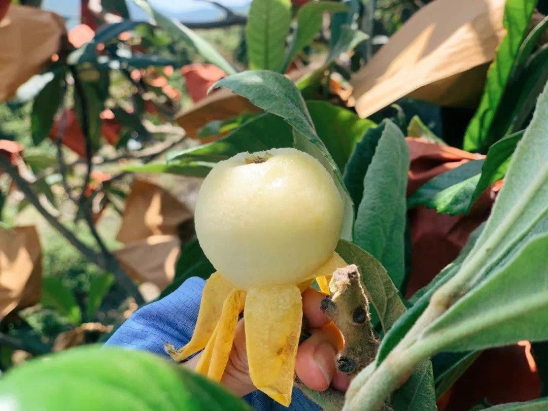 宁波宁海白枇杷5月22日开采5月22日起，宁海一市镇露天种植的“宁海白”枇杷统