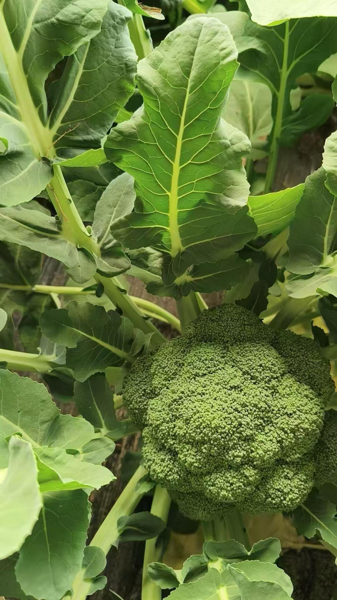 晒图笔记大赛西蓝花