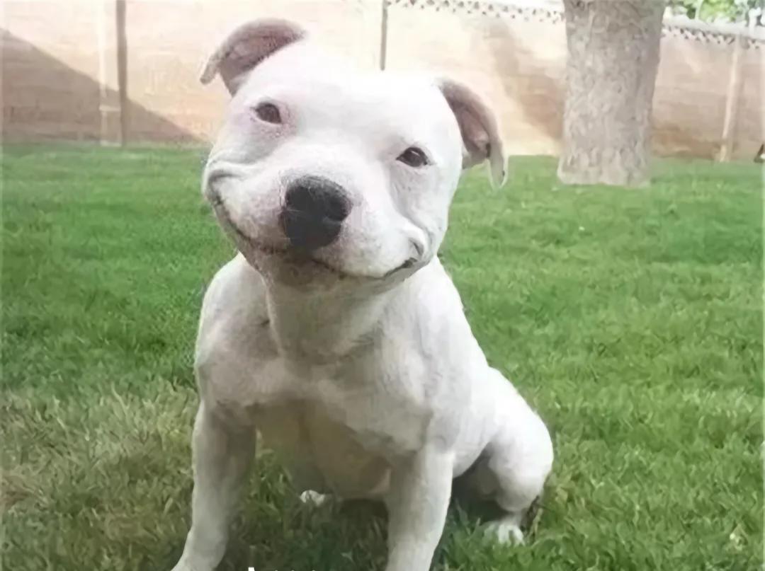 知识看点洋葱红糖配生姜，陈年垃圾一扫光。这是一个土方法，很多人都听说过，但是不