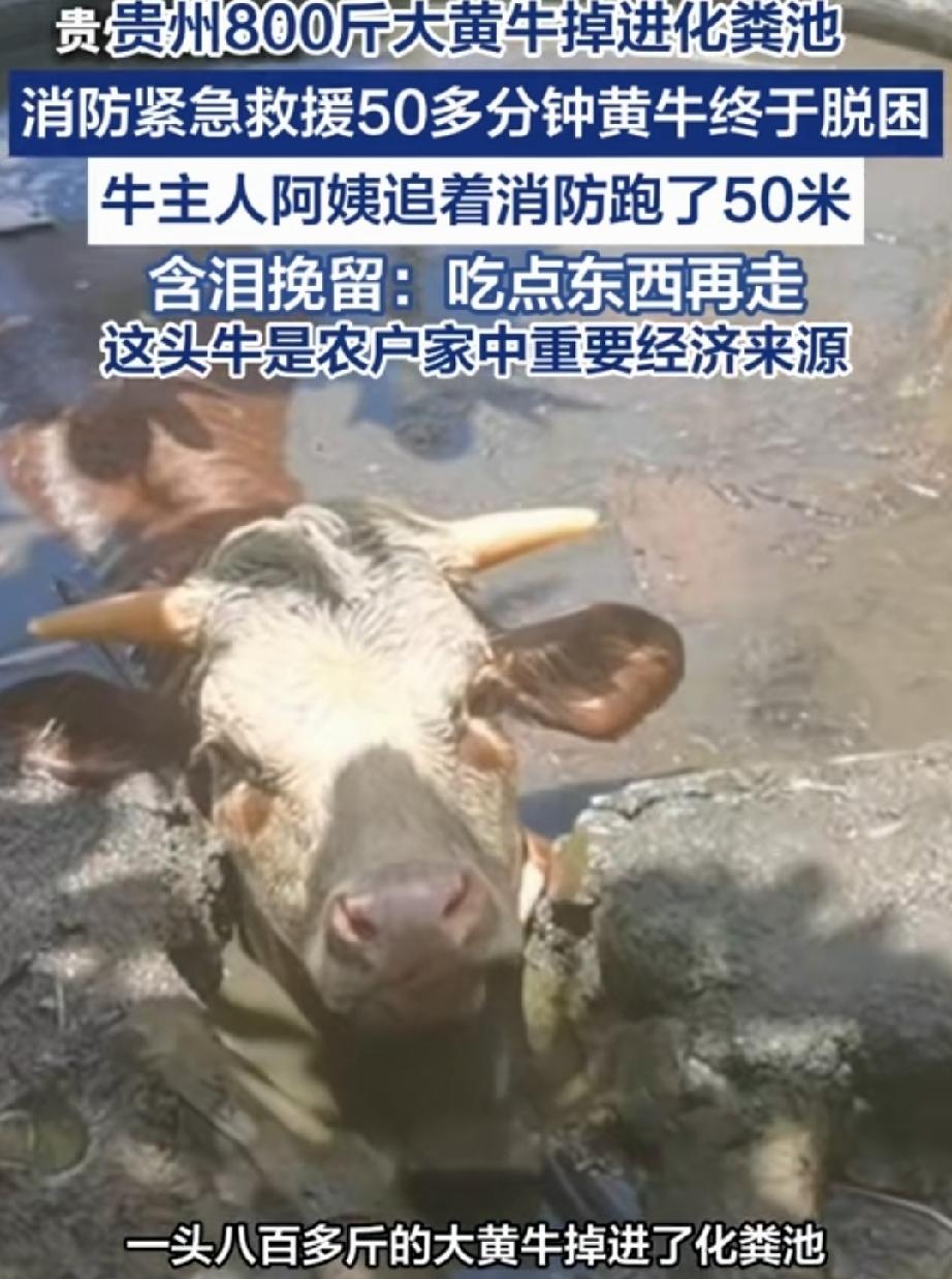 近日，贵州黔西南州。安龙县木咱镇的村民养的大黄牛，经过化粪池时，不慎一脚踩空，掉