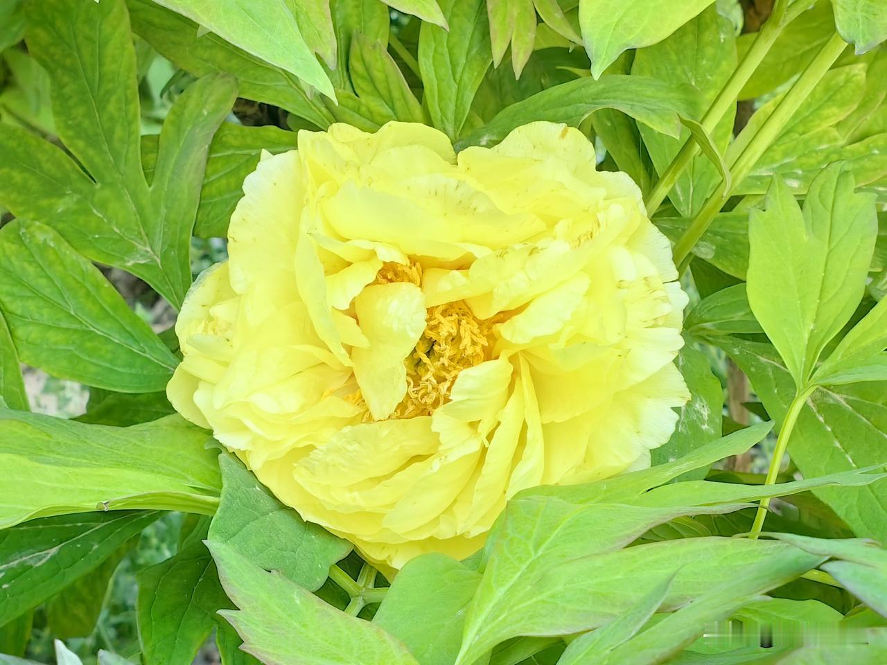 唯有牡丹真国色，花开时节动京城。四月洛阳牡丹，菏泽牡丹，全国各地的牡丹竞相开放