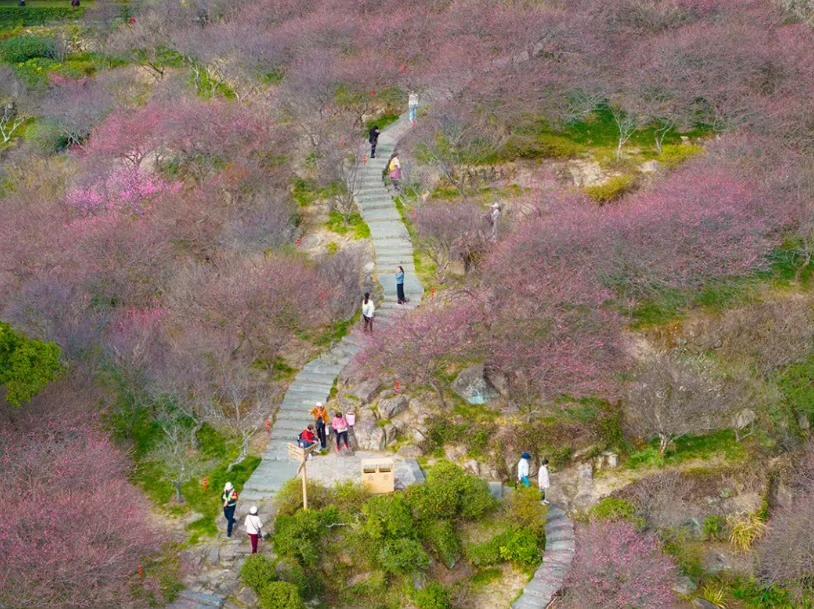 【福州市区最大！梅花已盛放！】立春将至，春意渐浓。连日来，福州市鼓山旅游景区