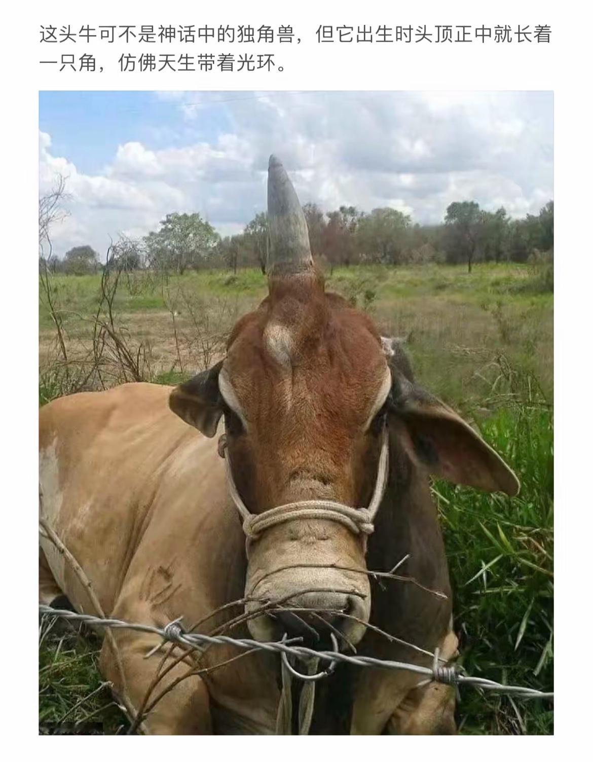 “独角牛”的奇幻之旅，天生光环，引人注目！🐄🌟