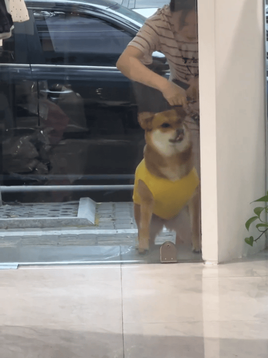 这狗怎么没脖子？！！​​​