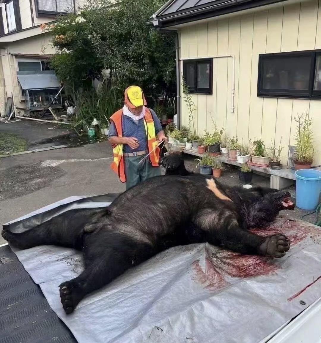 最近日本可不太平，熊出没的事儿闹得人心惶惶。以前只在深山老林能见着的熊，现在都溜
