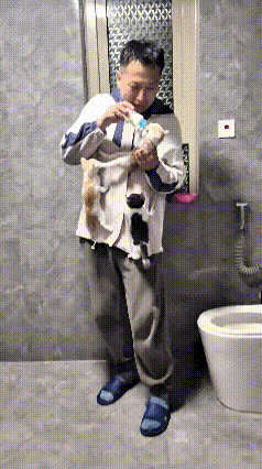 哈哈这场面可热闹啦！主人抱着一只小奶猫正拿着奶瓶喂，剩下那两只小家伙饿急眼了，