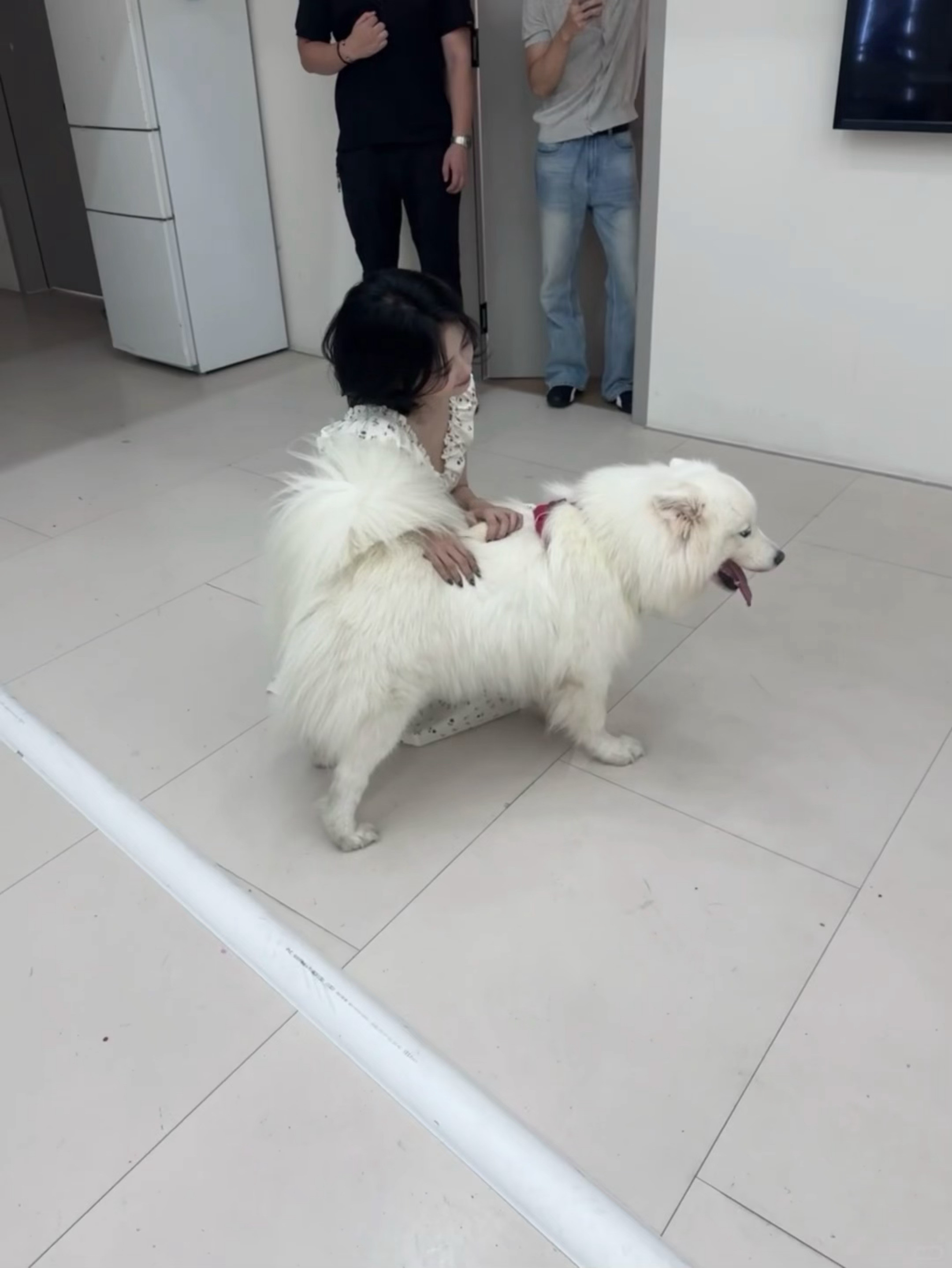 黏黏你妈妈在外面有别的狗了！！！！白鹿后台抱狗狗路透偶遇白鹿rua狗
