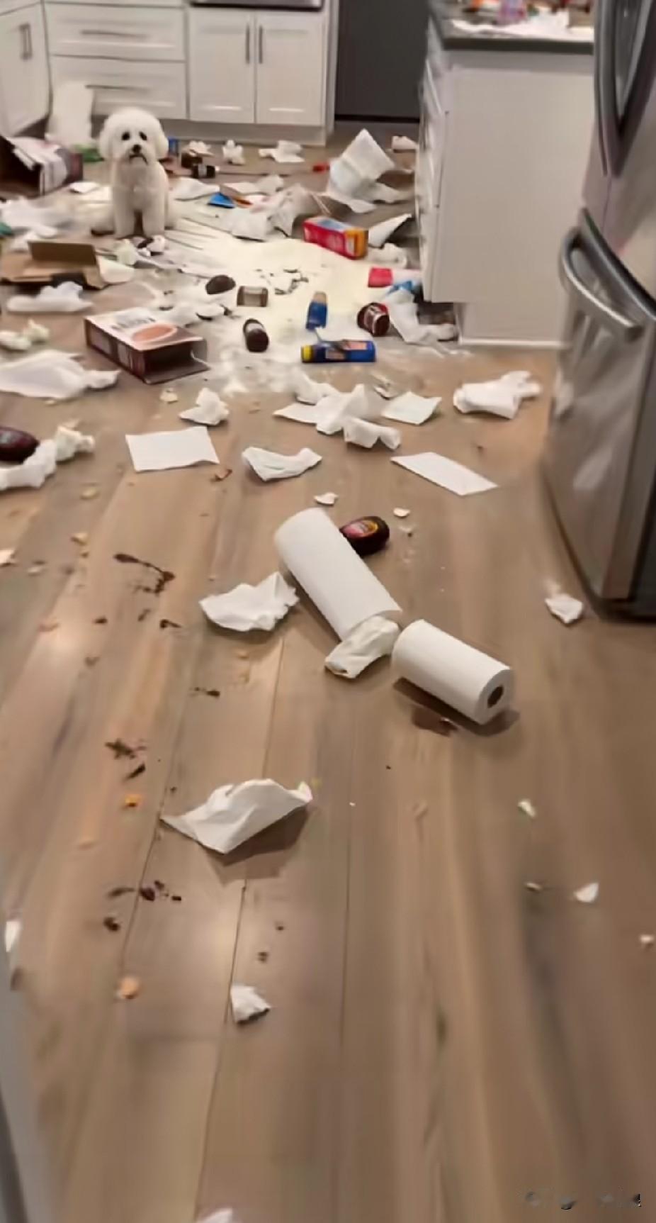 养在家里的比熊狗，等我下班回家，家里已然一片狼藉。它究竟是来我家报恩的，还是来报
