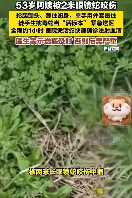 “太硬核了！”5月19日报道，福建泉州，一阿姨被2米长的眼镜蛇突袭中招。换作常人