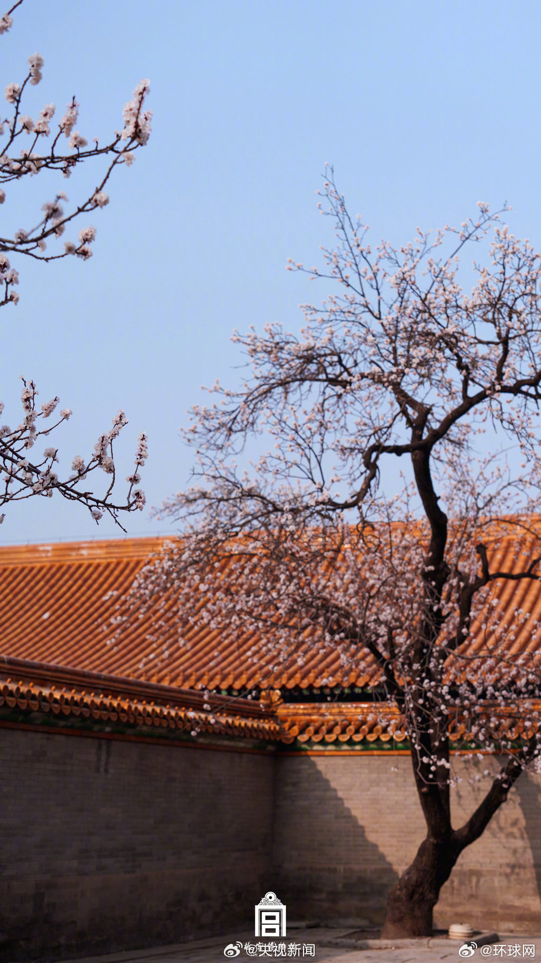 #有一种美叫故宫的春#【#故宫花花壁纸上新了#转存！】近日，花开正好。粉杏如霞，