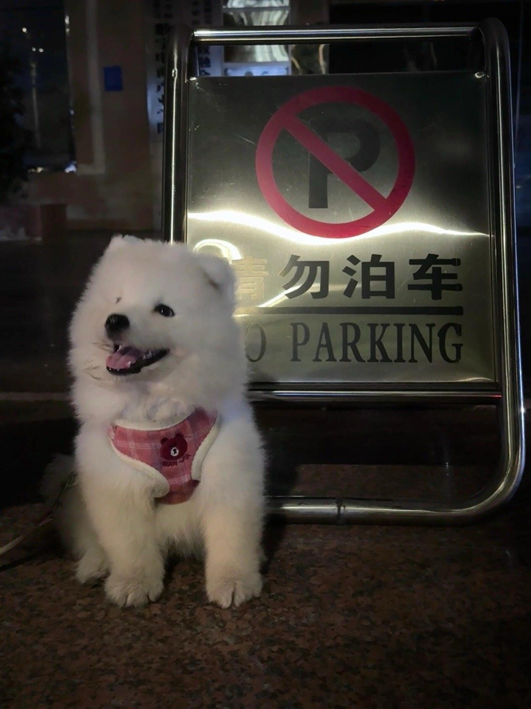 请问，这里不能停车，那可以停小狗吗？