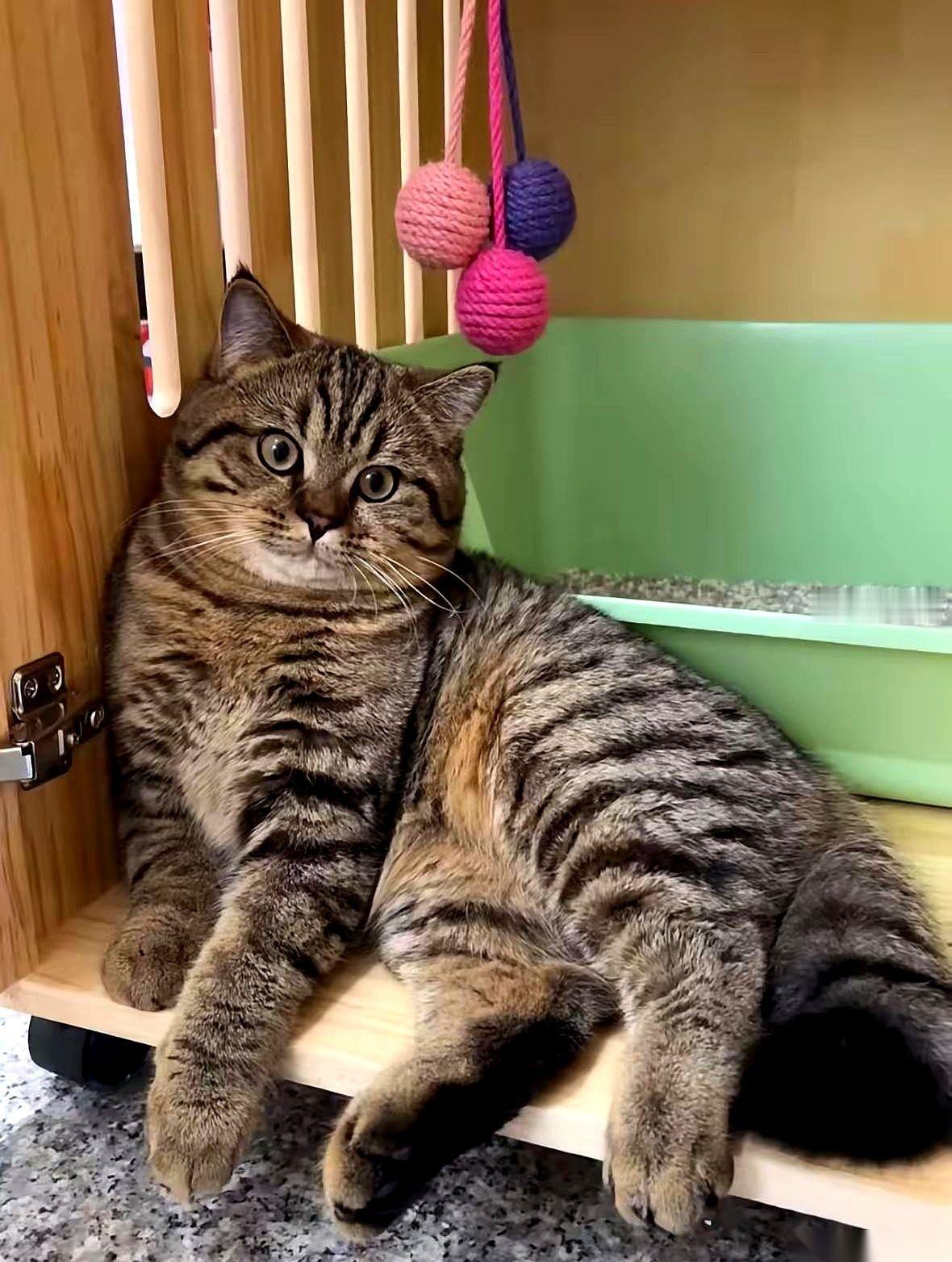 我妈总说，要不是当年那只狸花猫，我可能早就饿死了。这话一点不夸张。那个年代，