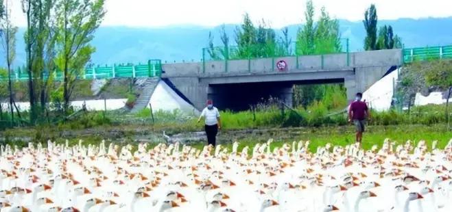 黑龙江一位大爷，倾尽全部积蓄养鹅，六千只大鹅，近乎大半跟着大雁迁徙飞走了，谁料沉