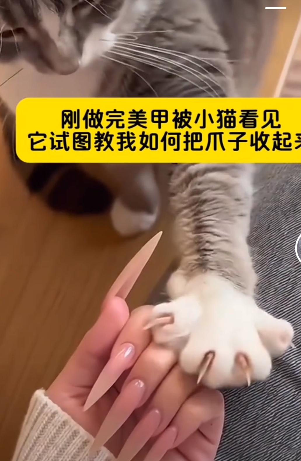抖音看一个妹子做了美甲，回家被自家猫看见，猫就教她怎么把指甲收回去，这个时候我就