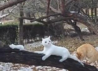 河南开封最近出了件让人乐呵又暖心的事儿——一位大爷在公园里用雪堆了只“小猫”，没