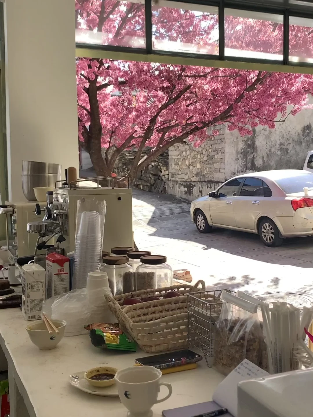 大理冬樱花预警！再过两周美到窒息🌸