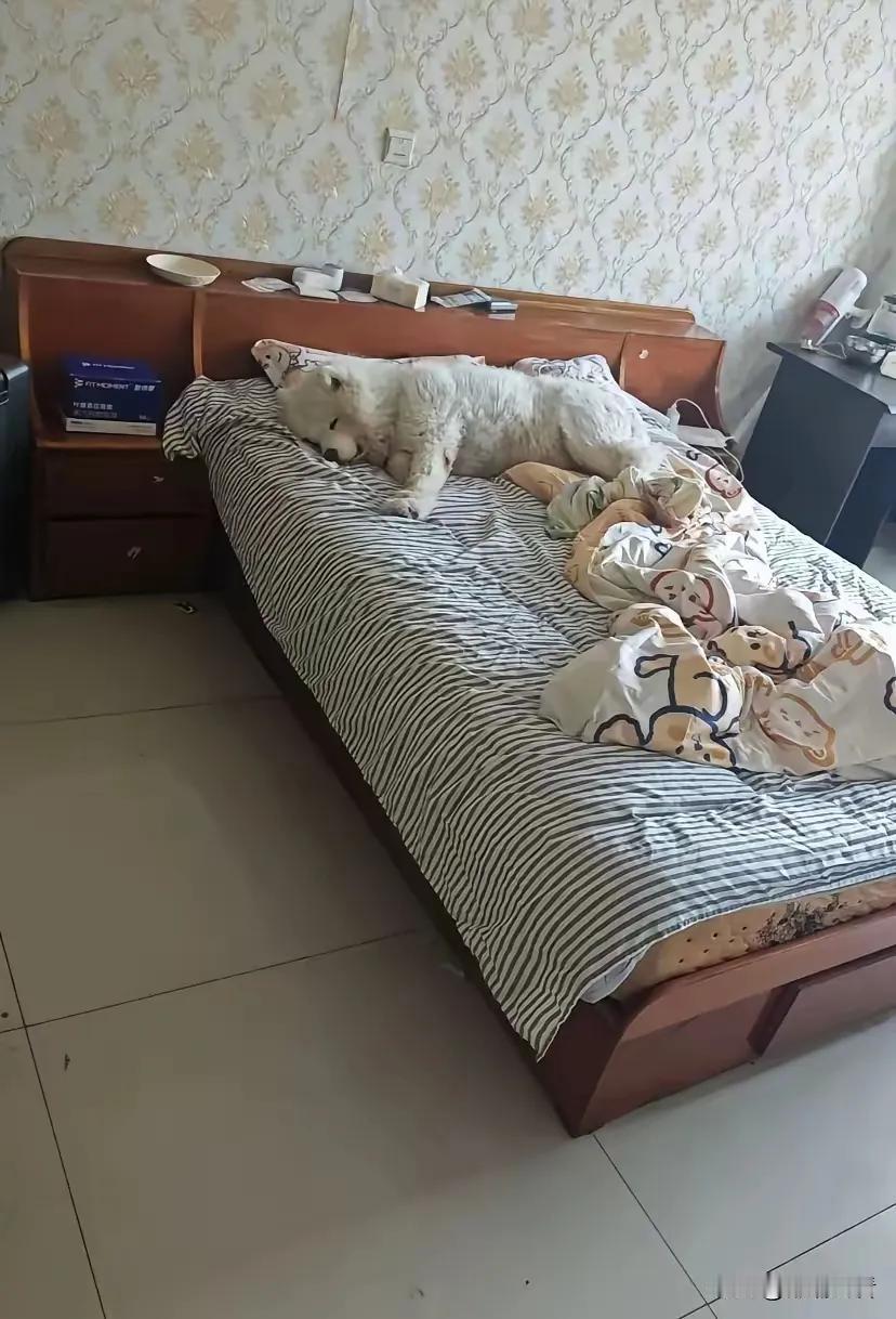 看到这张照片，我总会思忖，养狗之人是否对狗太过宠溺了？狗在床上躺过之后，自己还怎