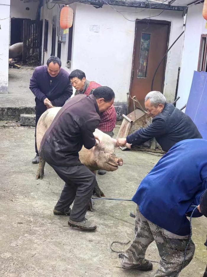 我吃到了小时候猪肉的味道！上两天表姐打电话，让我回老家吃肉去，表姐说她家养了
