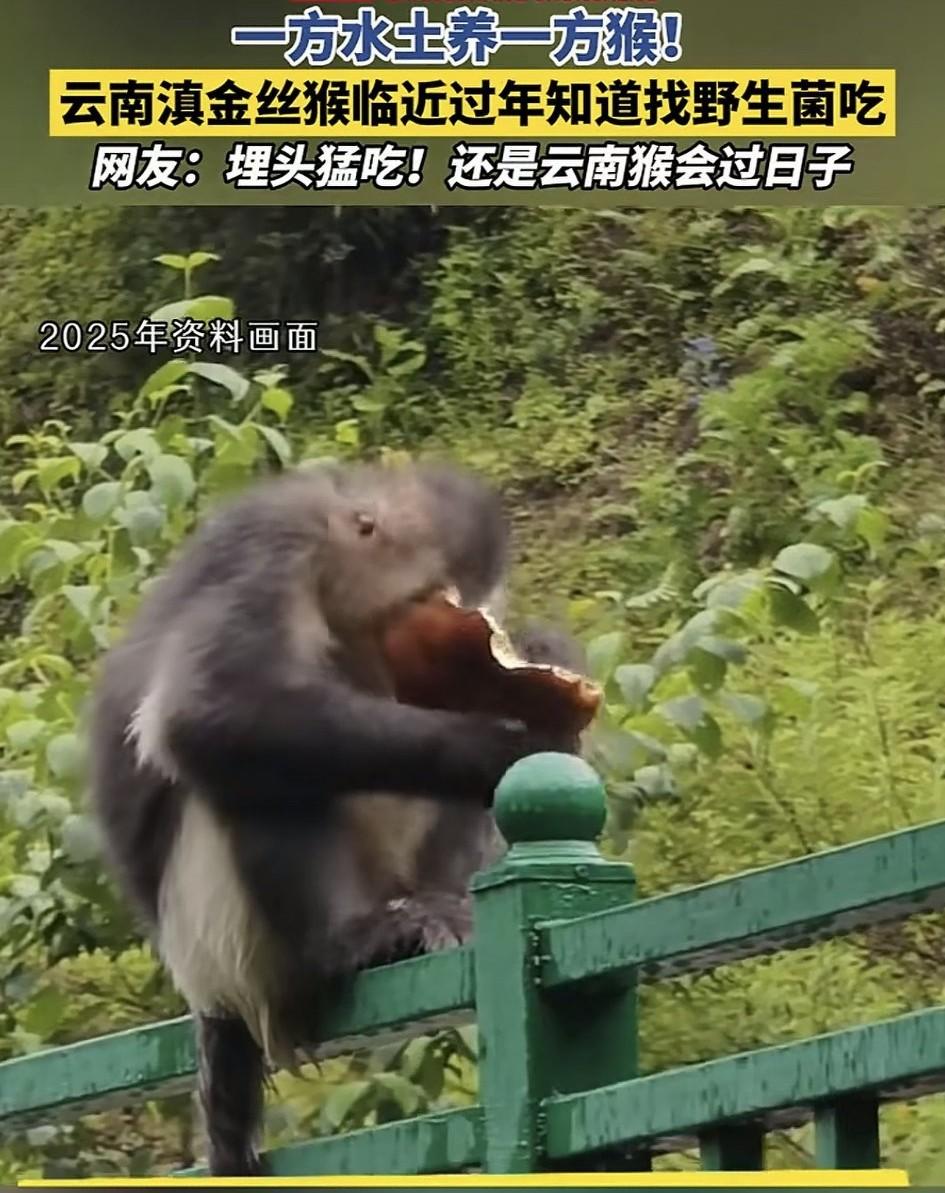 这就叫一方水土养一方猴吗？云南某自然保护区内，有工作人员拍到，颠金丝猴聚集采集