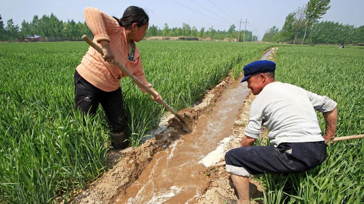 如何掌握立春后大蒜、菠菜、小麦的返青水与返青肥?