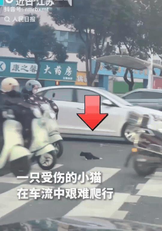 上人民日报了！江苏常州，人来车往的人行道上，一只小猫用两条前腿艰难地爬行。它害怕