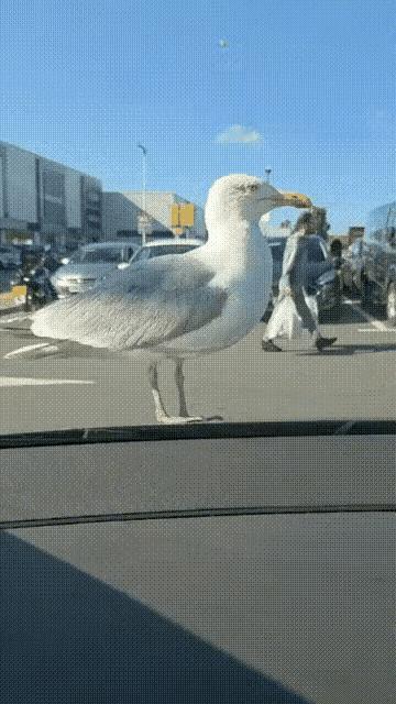 海鸥：没事不要逗我，你惹不起。