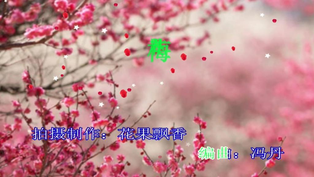 曲谱网梅花泪_梅花泪曲谱简谱(3)