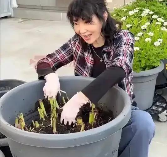 61岁的张曼玉最近晒出的田园日常，让不少人羡慕不已。淡出荧幕多年的她早已搬到郊区
