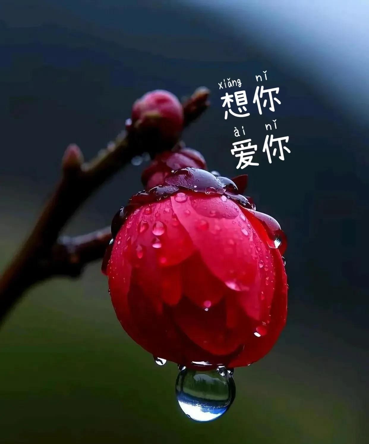 我想告诉你我已深深爱上你更彻底离不开你早上，在想你夜晚，仍在念你每分每