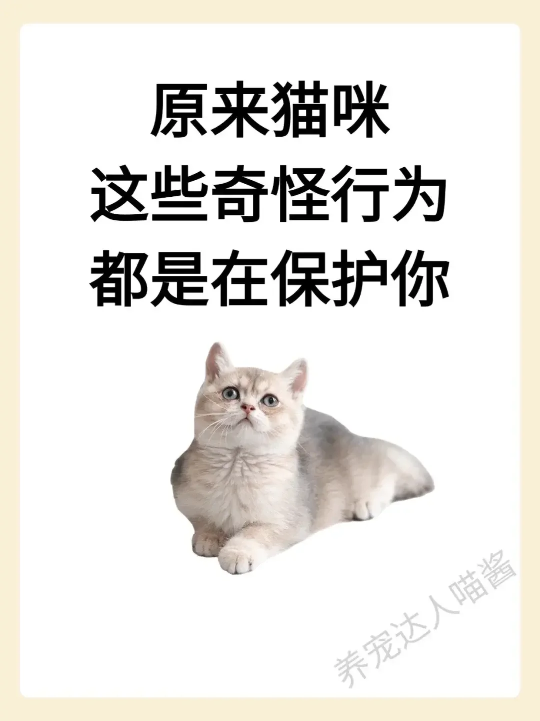 原来猫咪这些奇怪行为是在保护你