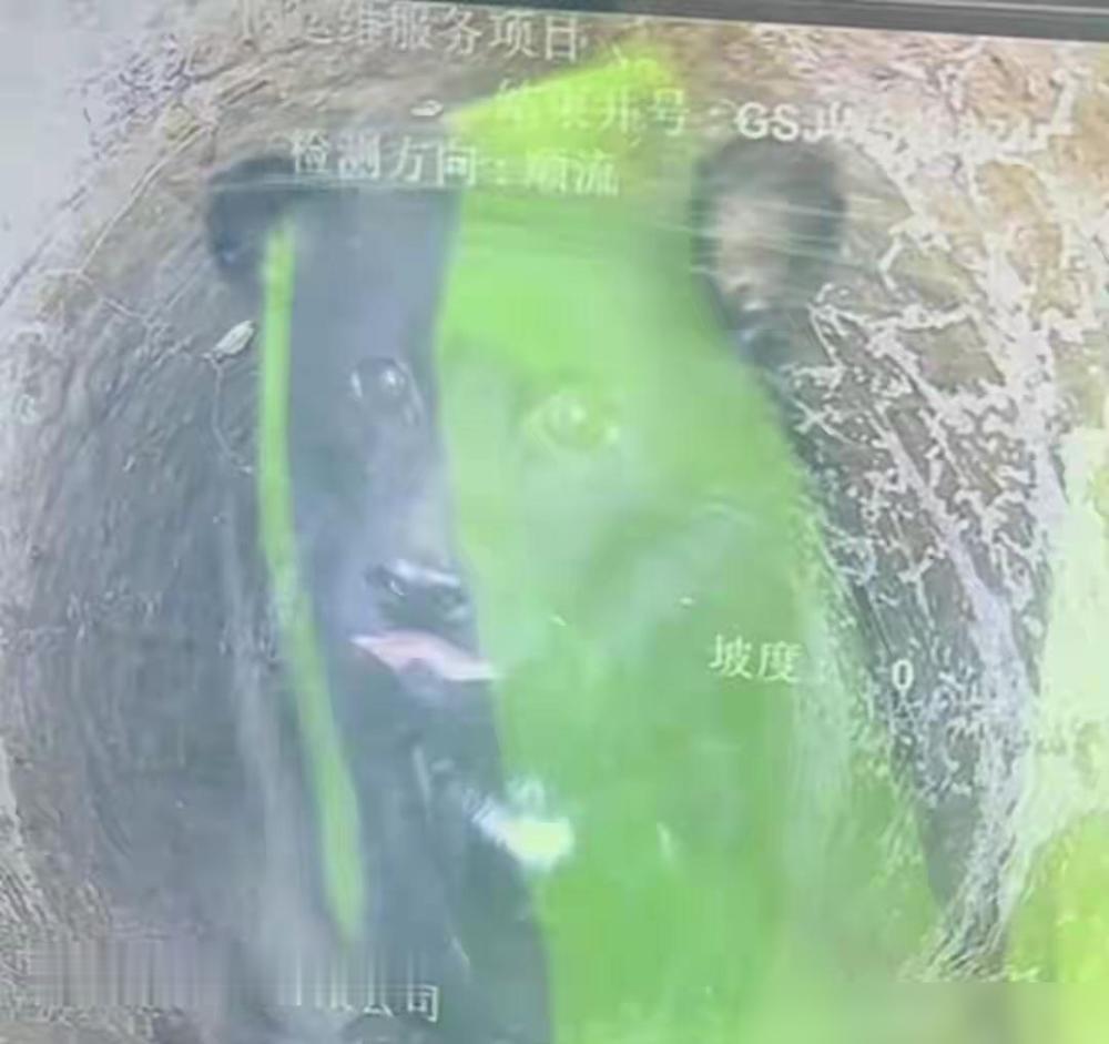 很多人感动哭了，我倒觉得扎心。那小狗困在暗管道里一千四百多天，要是没人管早就