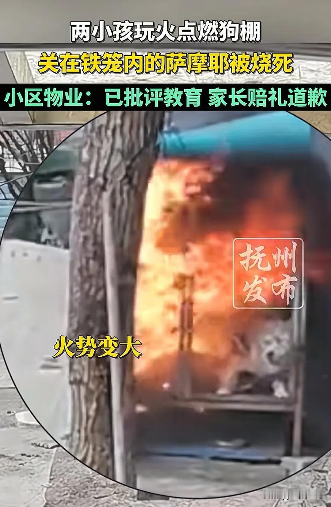 萨摩耶被烧死事件的后续来了。”江苏连云港，两个男孩玩烟花，一个男孩将点燃的烟花伸