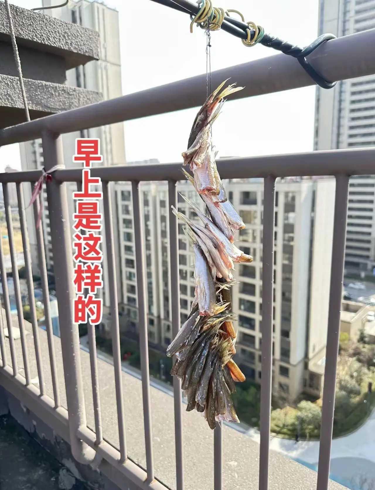 我老公昨天钓一天的鱼，让我拿出去晒晒，结果这样了，这下他又要心疼的睡不着了
