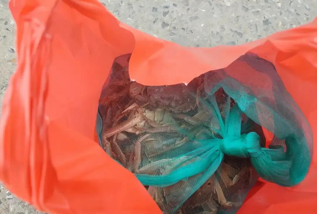 周一我陪爸妈去新场古镇转了一圈，没开车，公交晃过去，下车就是石板桥。清早人少，